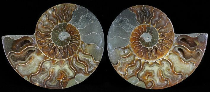 Polished Ammonite Pair - Agatized #54324